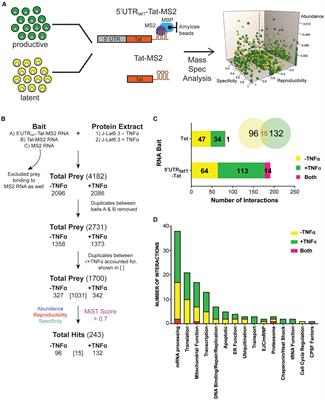 The RNA-Binding Proteins SRP14 and HMGB3 Control HIV-1 Tat mRNA Processing and Translation During HIV-1 Latency